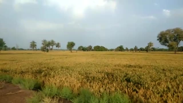 View of a Village.Crops of 🌾🌾