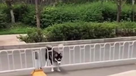 There is still a difference between huskies.