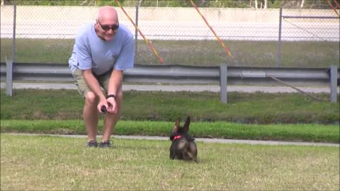 dog training easy & fast