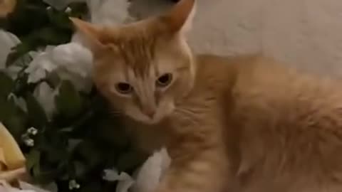 cat plays rock paper scissors!