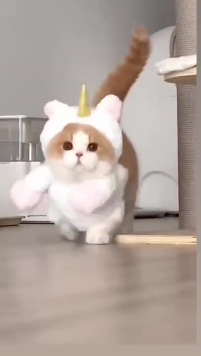Cute cat doing funny things