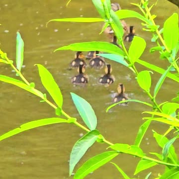 Cute little baby ducks swim with their mother on a small river.