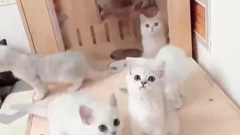 A litter of cute kittens