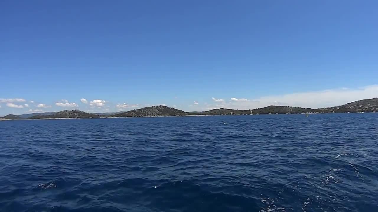 Dolphins in beautiful blue waters