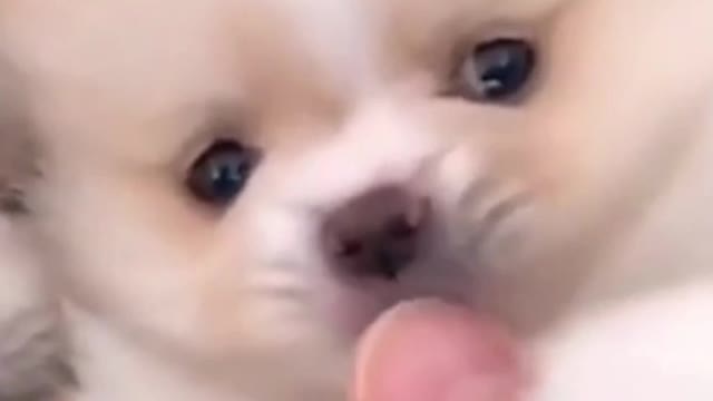 Cute dog