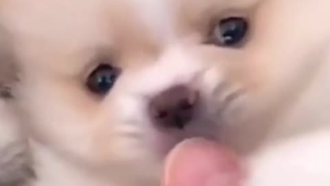 Cute dog