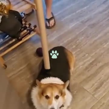 JOKING CATS AND DOGS! HILARIOUS 2021