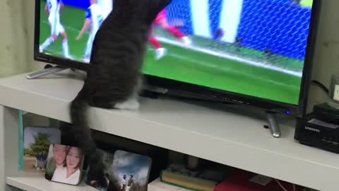 watching soccer baby cat