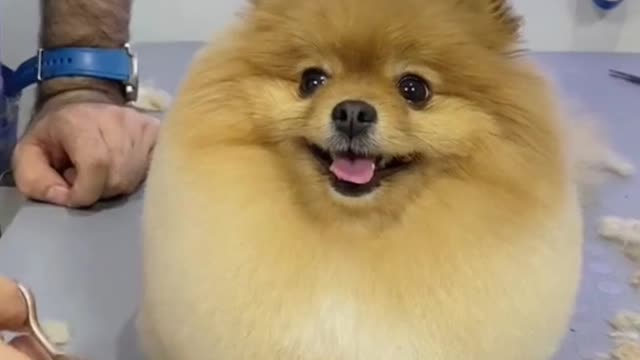 Cute Dog compilation