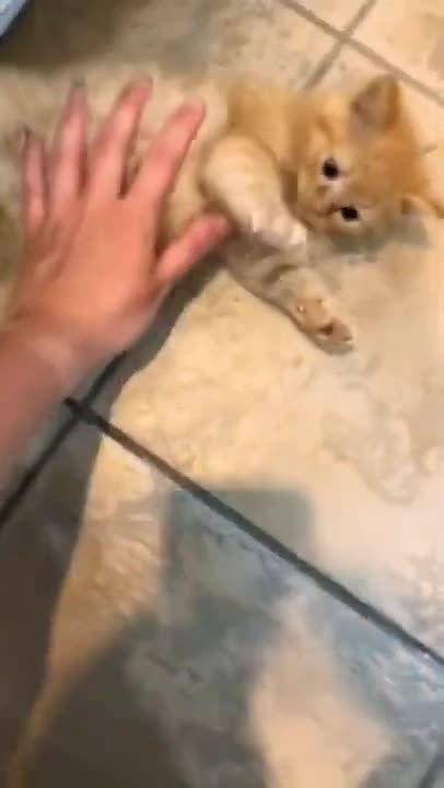 4.so lovely cat video best for ever