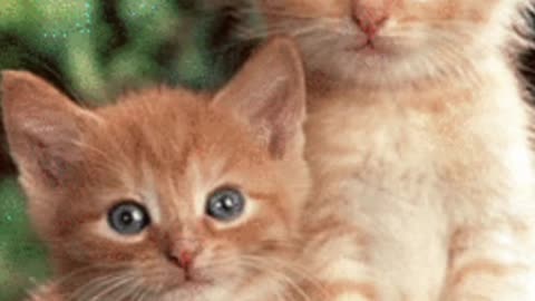 Cute Cats blinking.