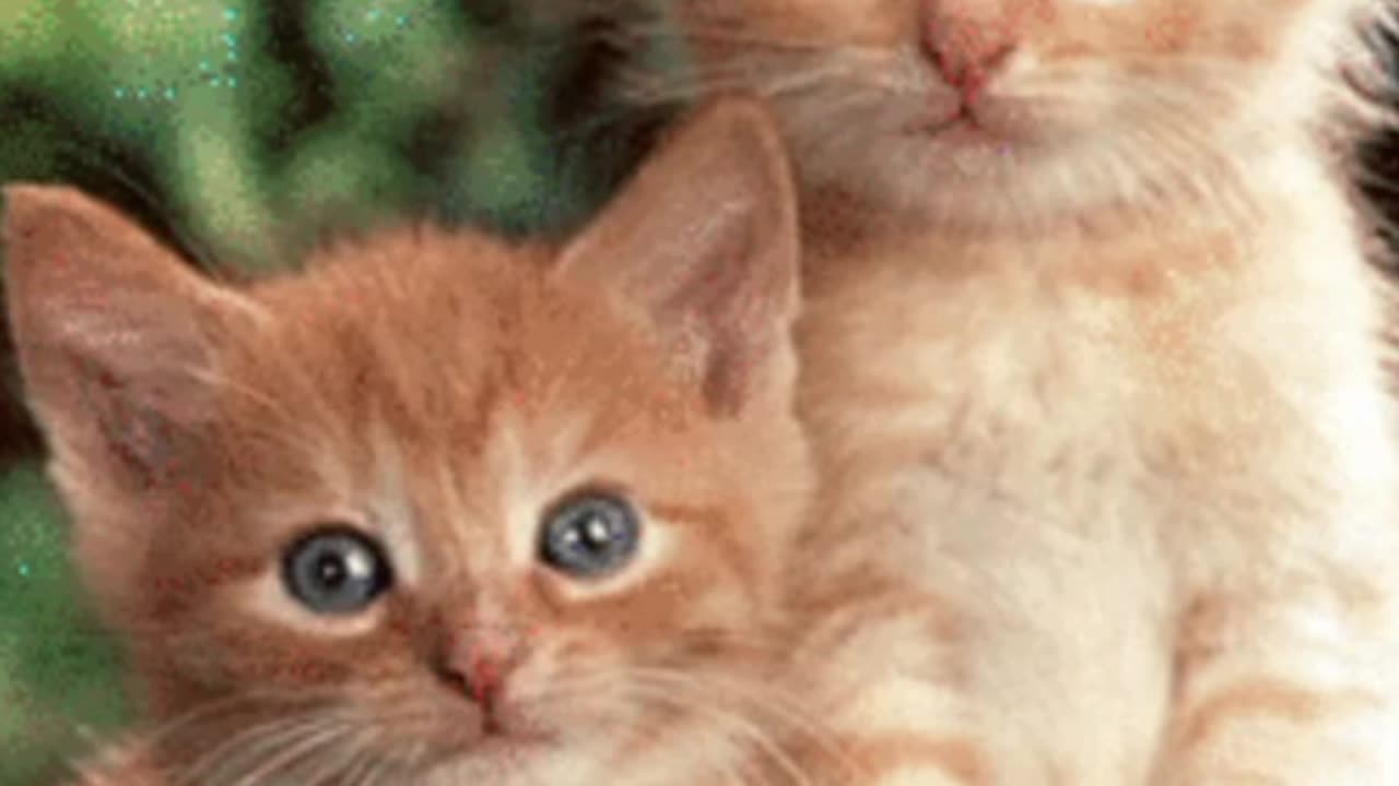 Cute Cats blinking.