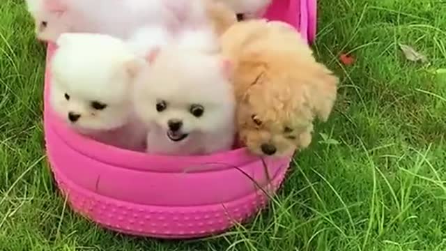 Baby Dogs 🔴 Cute and Funny Dog Videos Compilation #13 | Funny Puppy Videos 2021