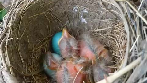 Baby Birds 2021