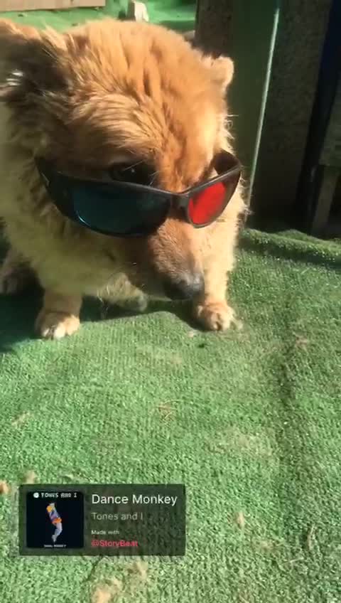 cool dog jackie