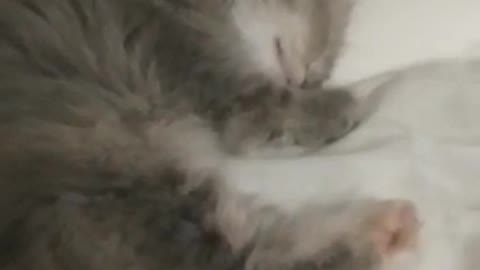 SLEEPY CAT CANT WAKE UP