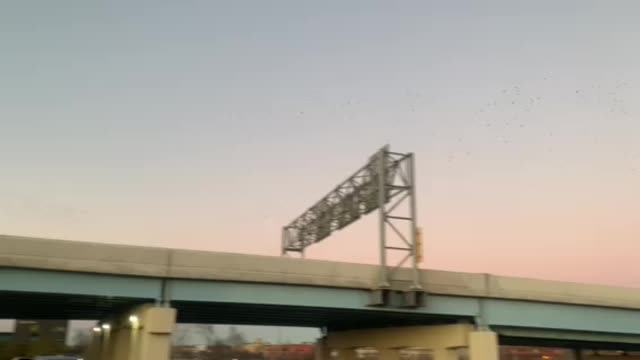 The birds are moving..