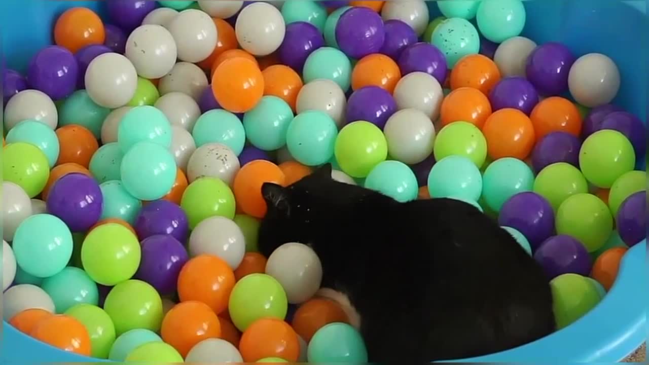 Happy National Cat Day! Cat plays in Ball Pit for the first time