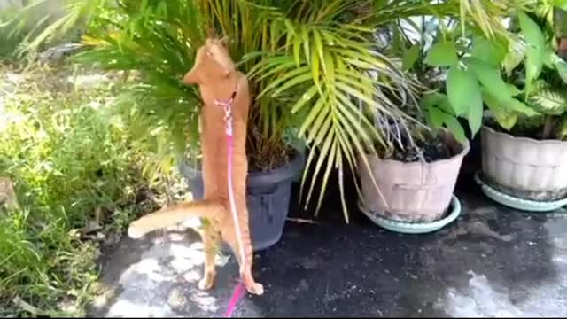 Baby cat __ Cute and funny cat video.