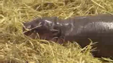 Adorable baby pygym hippo born