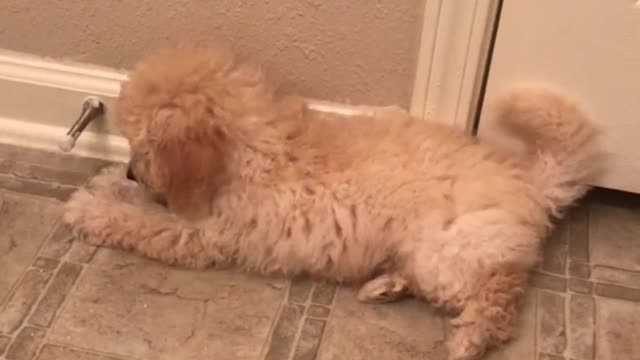 Golden doodle puppy laying next to door stop growing and playing with it