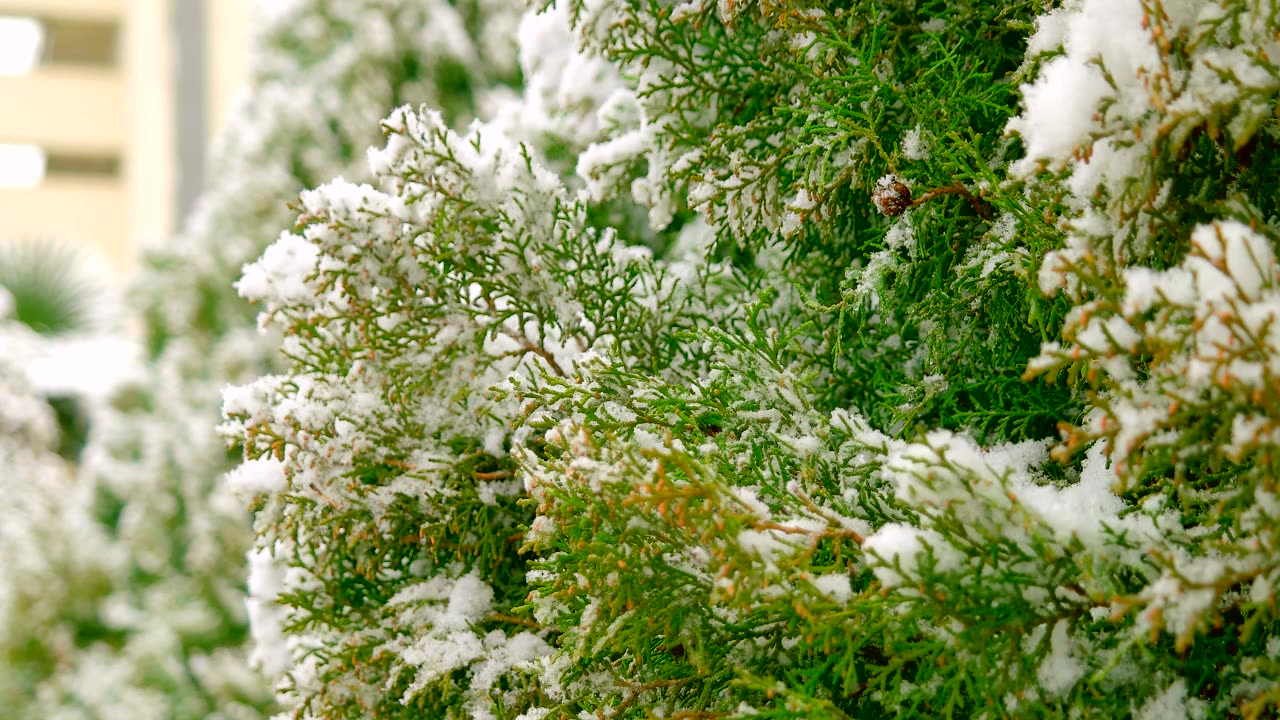 Frozen pine tree branches