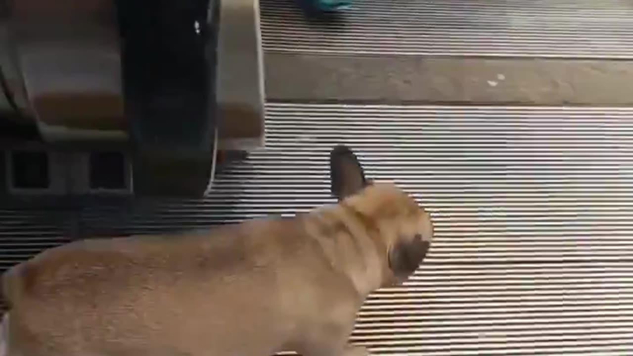 😂😂😂 Dog Enjoy Escalator