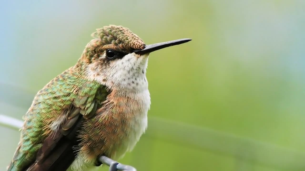 Humming bird