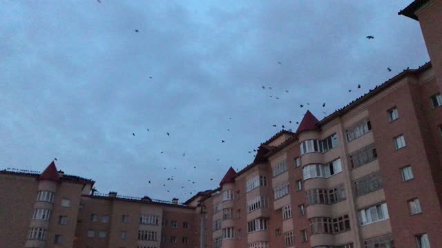 huge number of birds