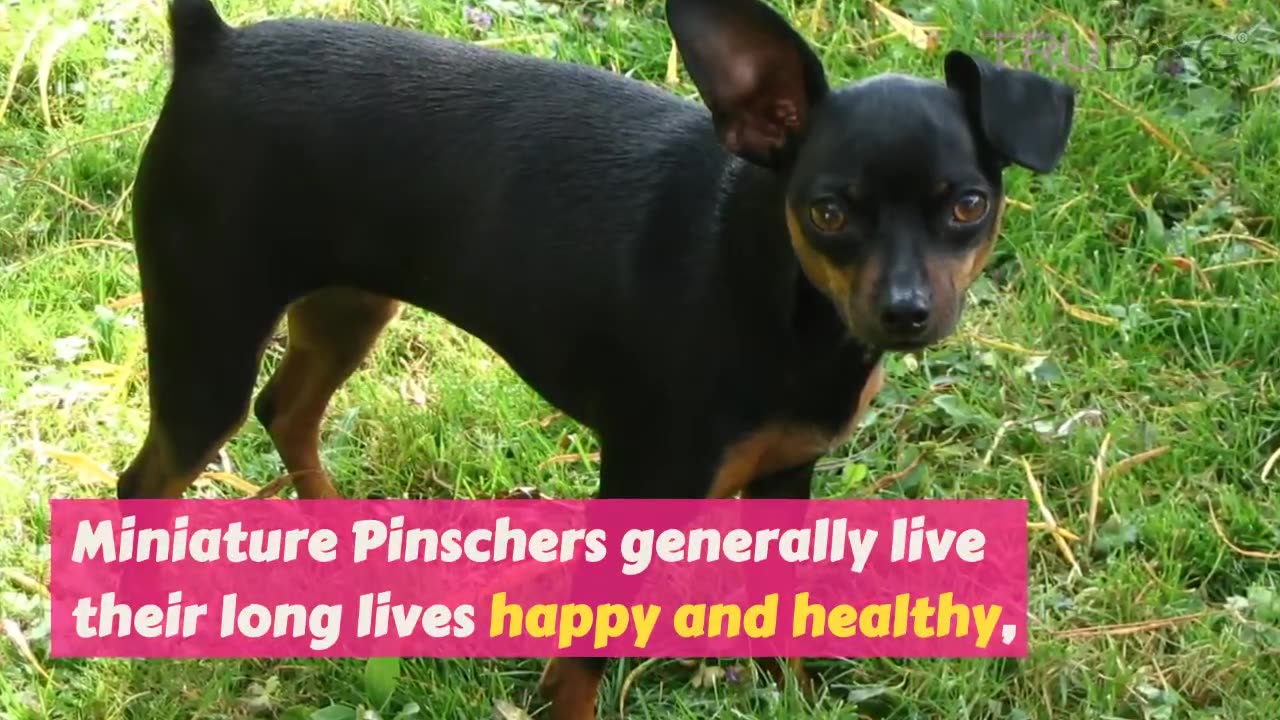 Health Concerns For Miniature Pinscher Dogs