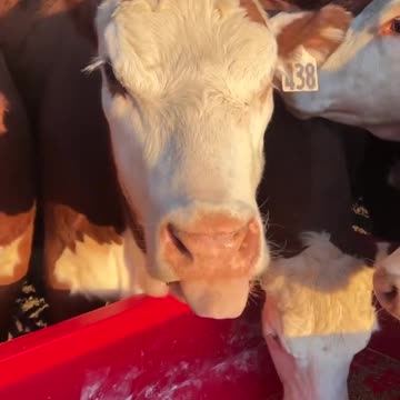 Good morning on Good Friday. I pray you enjoy a blessed day.