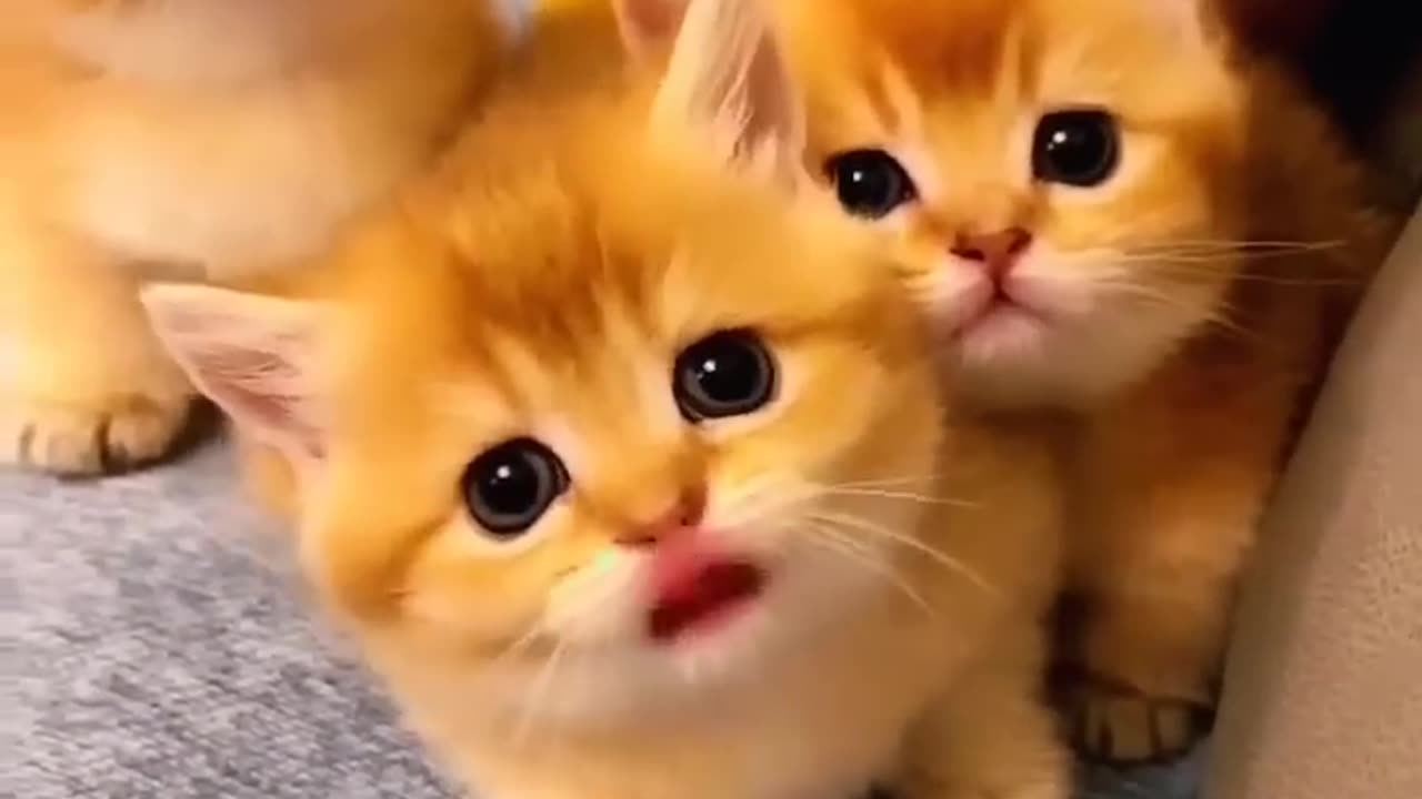 Wow nice baby cats