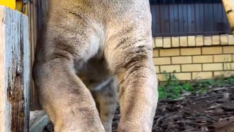 Big Cat destroying wood with its claws 😱😼