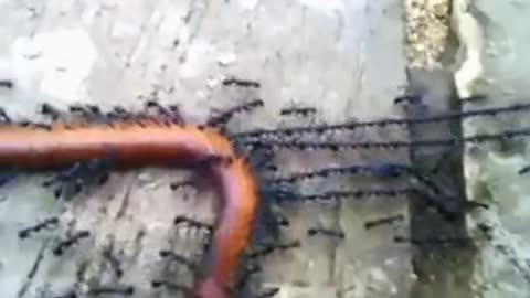 Ants transporting a "HOT DOG"