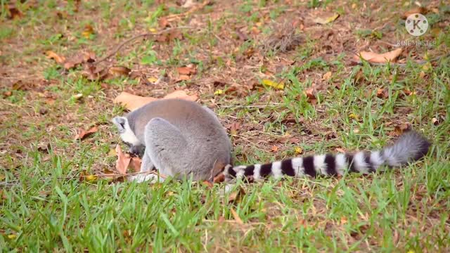 Lemur sit there I have eaten fruit