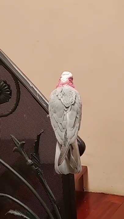 Talking Cockatoo Bites Me! (Parrot Subtitles)
