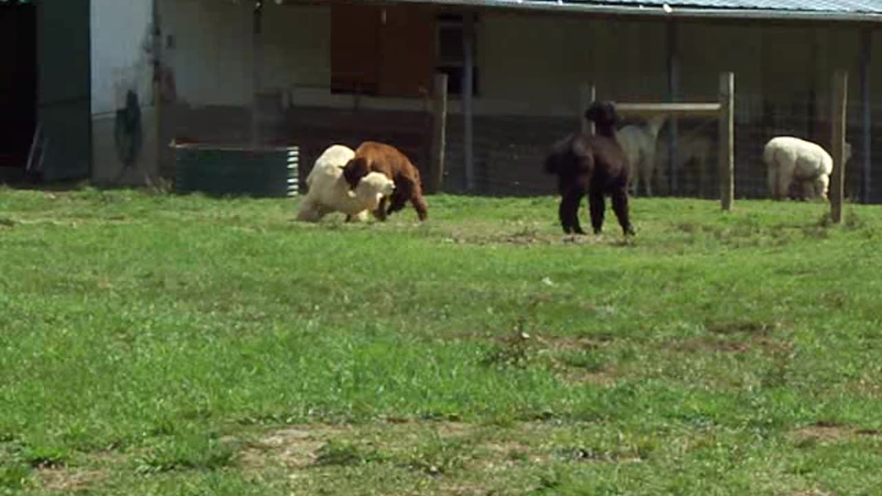 Alpacas Fighting UFC style stopped by Great Pyrenees