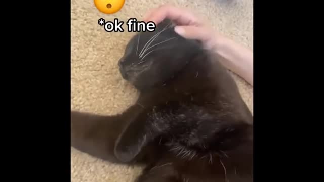 Legendary Cats | Try not to laugh