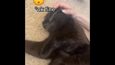 Legendary Cats | Try not to laugh