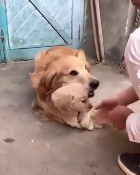 Don't touch my baby so cute dog 🥰 |Funny animal videos| try not to laugh