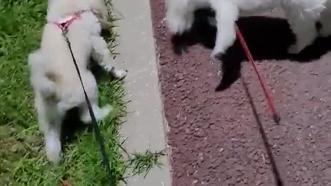 dog walking in load