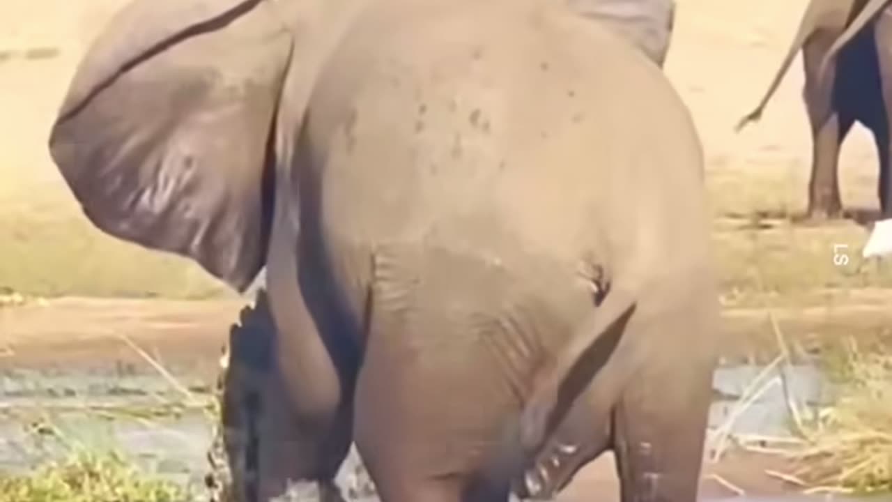 Fight Between Crocodile vs Elephant /// very crucial