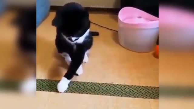 Baby Cats - Cute and Funny Cat Videos Compilation |