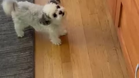 Happy dog does a dance *heartwarming*