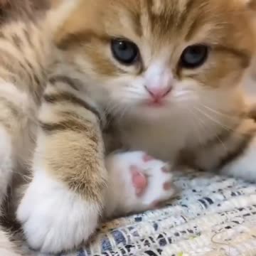 cute cat playing herself