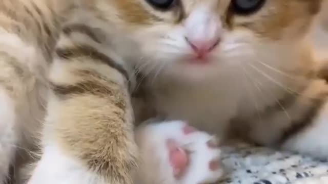 cute cat playing herself