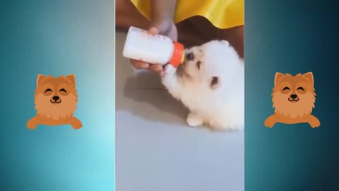 ANGRY - FUNNY DOGS OF TIKTOK - ANGRY PET VIDEO