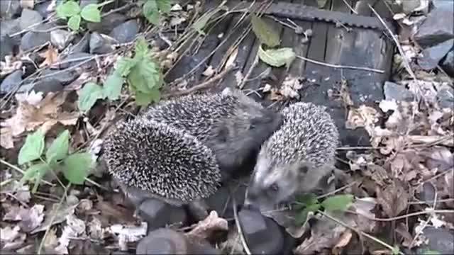 Igel - 4 hedgehogs crossing railroad