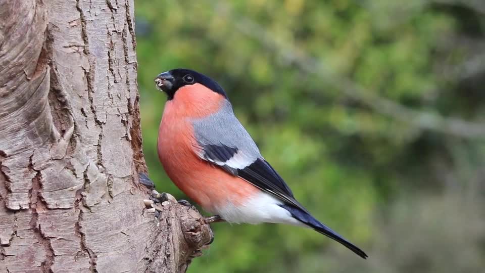 Bullfinch Male Bird video