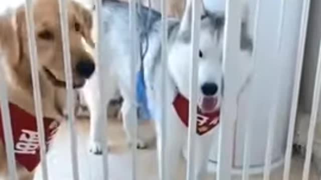 Funny // smart//dog//😃😃//amazing//video